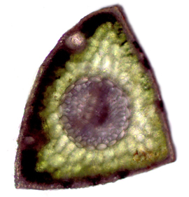 pine needle cross section