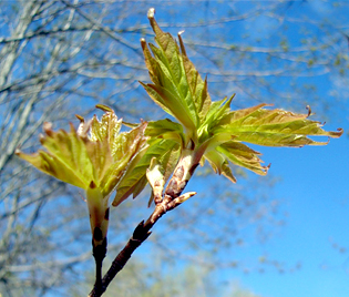 sugar maple leaves from buc