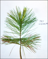 windham nh needle samples